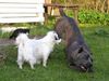 Cane Corso Foto: Raisa z Mazurskiege Edenu and Rocky (ID 24031) Cane Corso Hund
