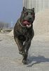 Cane Corso Foto: raisa z mazurskiego edenu, most winning female in Denmark (ID 31265) Cane Corso Hund