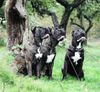 Cane Corso Foto: Porta dell' Inferno (ID 27978) Cane Corso Hund