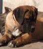 Cane Corso Foto: Porta dell' Inferno (ID 27979) Cane Corso Hund