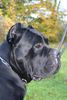 Cane Corso Hund