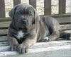 Cane Corso Foto: Vaya (ID 21525) Cane Corso Hund