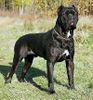 Cane Corso Foto: VICKTOR Della Porta Dipinta - son of CHENO - 3x World Winner! (ID 9564) Cane Corso Hund
