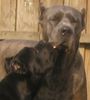 Cane Corso Foto: Brutus and Raisa z mazurskiego edenu, (ID 31260) Cane Corso Hund