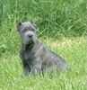 Cane Corso Foto: Victor (ID 21523) Cane Corso Hund