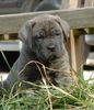 Cane Corso Foto: Massimo (ID 21522) Cane Corso Hund