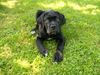 Cane Corso Foto: Duke (ID 17419) Cane Corso Hund