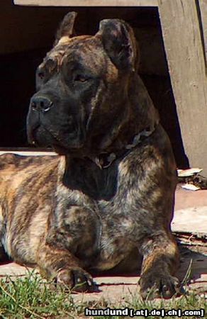 Cane Corso Hunde Foto 11570 Cane Corso Rendy, 6 Monate