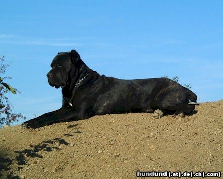 Cane Corso Sisto