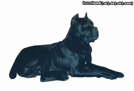 Cane Corso Hunde Foto 2851 Cane Corso Ch-Sultano