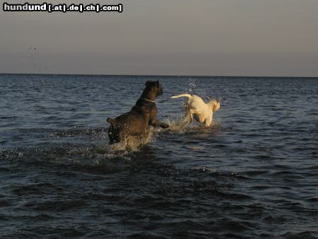 Cane Corso Hunde Foto 24050 Cane Corso Raisa z Mazuerskiego Edenu (Stasia) in the evening sun