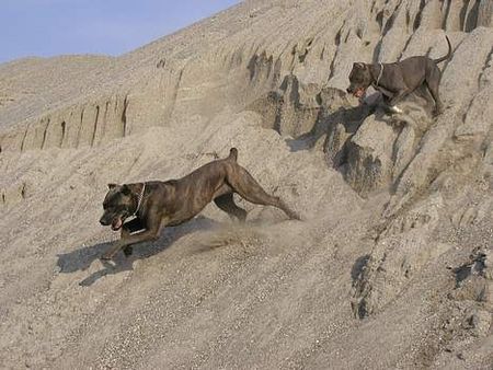 Cane Corso Hunde Foto 31264 Cane Corso raisa z mazurskiego edenu, most winning female in Denmark