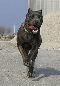 Cane Corso Hunde Foto 31265 Cane Corso raisa z mazurskiego edenu, most winning female in Denmark