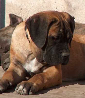 Cane Corso Hunde Foto 27979 in höherer Auflösung ansehen Cane Corso Porta dell' Inferno