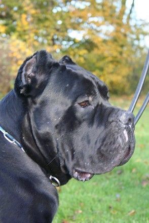 Cane Corso Brutus z mazurskiego edenu (victor)