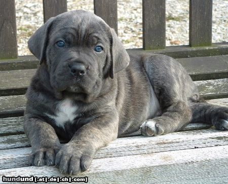 Cane Corso Hunde Foto 21525 in höherer Auflösung ansehen Cane Corso Vaya