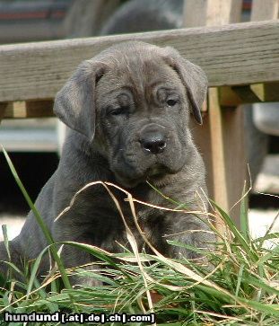 Cane Corso Hunde Foto 21522 in höherer Auflösung ansehen Cane Corso Massimo
