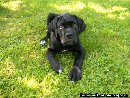 Cane Corso Hunde Foto 17419 Cane Corso Duke