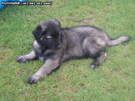 Cao da Serra da Estrela Meine Laika mit 9 Wochen