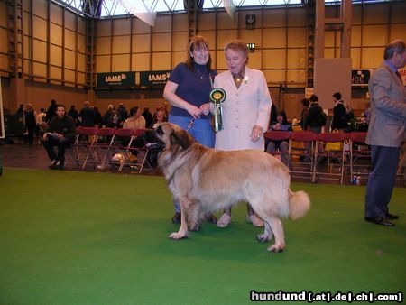 Cao da Serra da Estrela Crufts 2004 Best of Breed