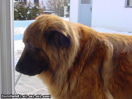 Cao da Serra da Estrela Hunde Foto 9642 Cao da Serra da Estrela Brutus