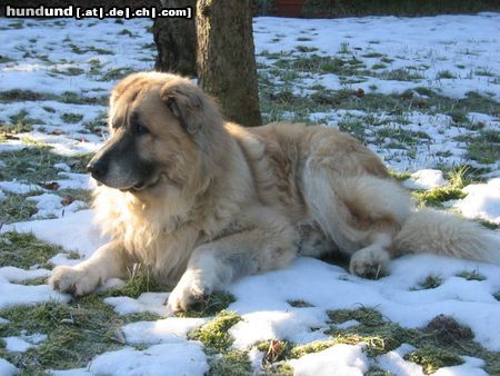 Cao da Serra da Estrela Charly 11 Jahre