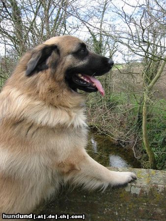 Cao da Serra da Estrela Wentcourt The Duke of Stormwitch