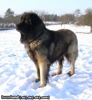 Cao da Serra da Estrela Odin de la Cour de Théobald, 4 jahre alt