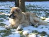 Cao da Serra da Estrela Hund