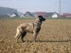 Cao da Serra da Estrela Hund