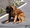 Cao da Serra da Estrela Hund