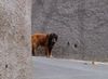 Cao da Serra da Estrela Hund