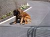 Cao da Serra da Estrela Hund