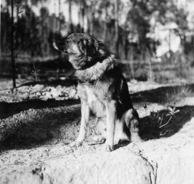 Cao da Serra da Estrela Das ist Ursus, der schönste Hund der Welt!