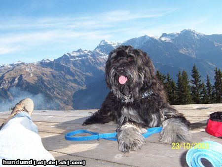 Cao da Serra de Aires Hunde Foto 25240 in höherer Auflösung ansehen Cao da Serra de Aires Ca-ira