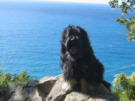 Cao da Serra de Aires Cabrita