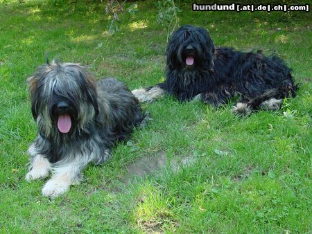 Cao da Serra de Aires Hunde Foto 5690 Cao da Serra de Aires Barishnya´s Abanya & Carmelita