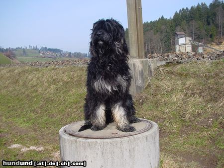 Cao da Serra de Aires Hunde Foto 2814 Cao da Serra de Aires Basco