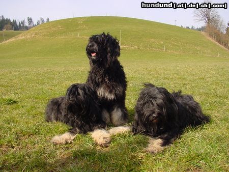 Cao da Serra de Aires Hunde Foto 2811 Cao da Serra de Aires Hippie, Ipsila, Basco