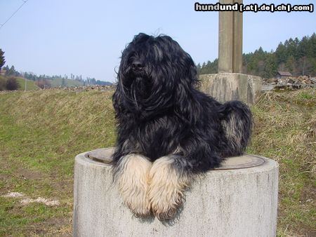 Cao da Serra de Aires Hunde Foto 2815 Cao da Serra de Aires Ipsila