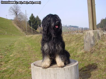 Cao da Serra de Aires Hunde Foto 2816 Cao da Serra de Aires Ipsila