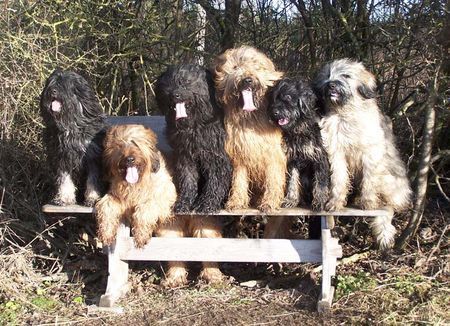 Cao da Serra de Aires Gaelic crowns Daires & Briards