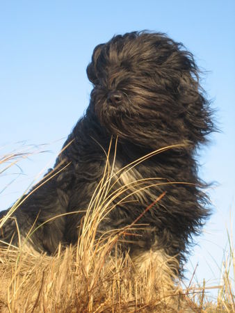 Cao da Serra de Aires Cabrita auf Sylt