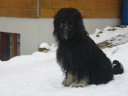 Cao da Serra de Aires Hunde Foto 2149 Cao da Serra de Aires Hippie