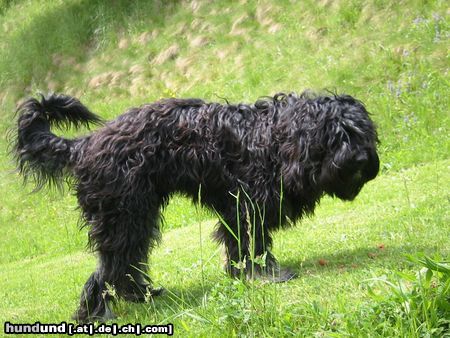 Cao da Serra de Aires Hunde Foto 3614 Cao da Serra de Aires Basco da Casa Hippie