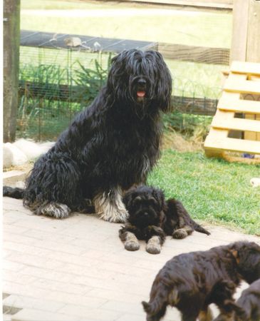 Cao da Serra de Aires Hunde Foto 1122 Cao da Serra de Aires Zuchthündin Hippie mit Welpe