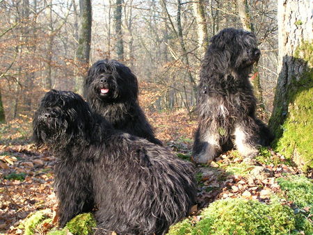 Cao da Serra de Aires les Gardiens de la Houlette dans la forêt