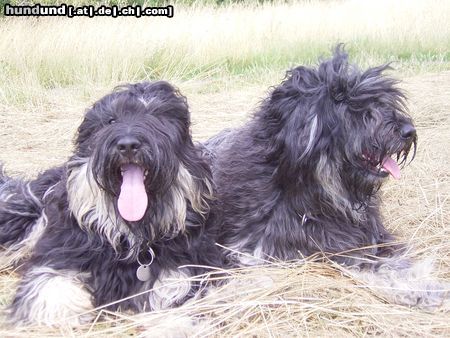 Cao da Serra de Aires Hunde Foto 18616 in höherer Auflösung ansehen Cao da Serra de Aires Emma und Pauline