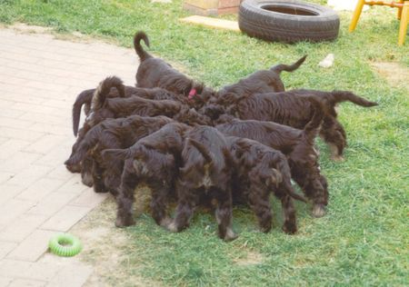Cao da Serra de Aires Hunde Foto 1672 Cao da Serra de Aires Raubtierfütterung