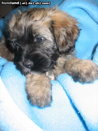 Cao da Serra de Aires Hunde Foto 12009 Cao da Serra de Aires Gaelic crowns Welpen 7wochen alt